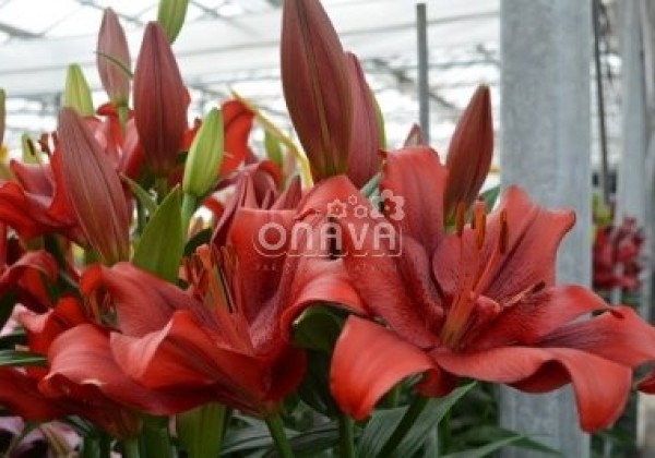 Lilium LA Pokerface