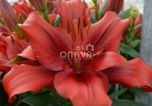 Lilium LA Pokerface