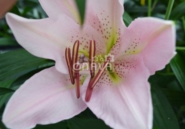 Lilium OR Josephine