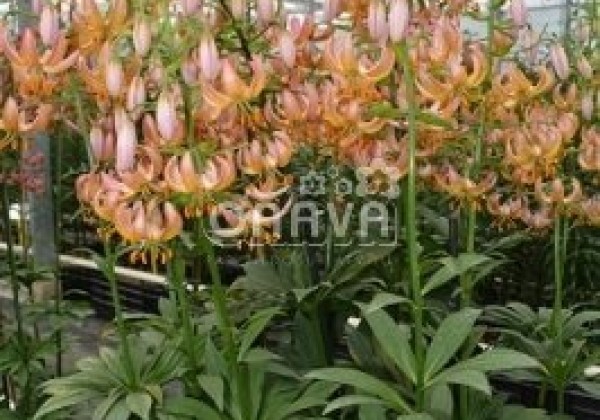 Lilium MA Fairy Morning