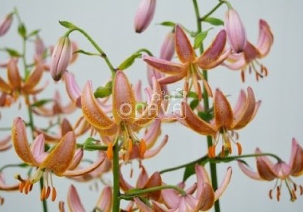 Lilium MA Fairy Morning