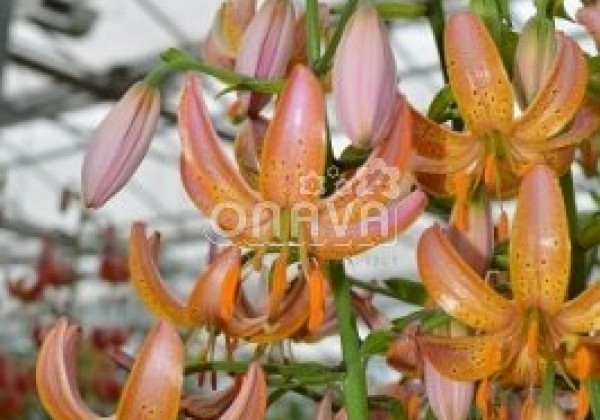 Lilium MA Fairy Morning