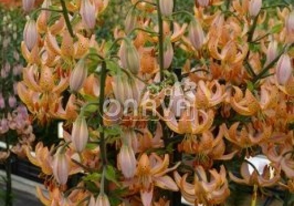Lilium MA Guinea Gold