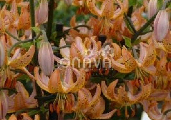 Lilium MA Guinea Gold