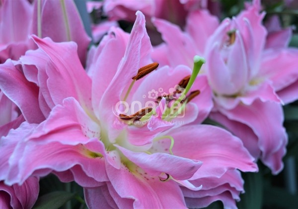 Lilium OR Dreamline