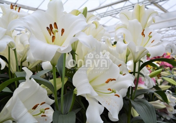 Lilium LO Fredo