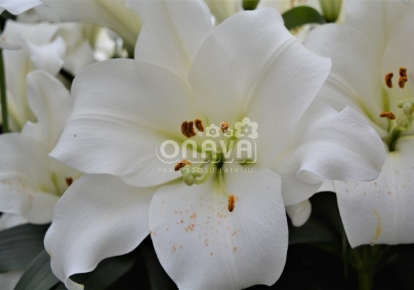 Lilium LO Fredo
