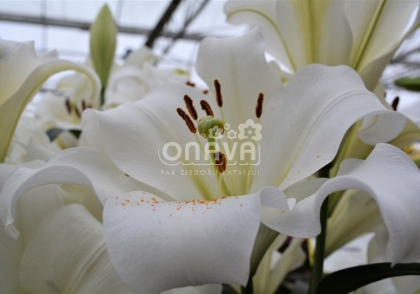 Lilium LO Fredo
