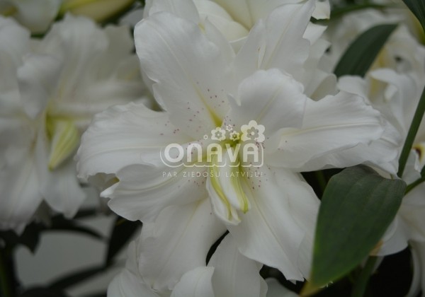 Lilium OR Lotus Beauty