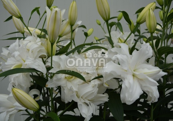 Lilium OR Lotus Beauty