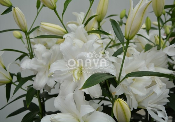 Lilium OR Lotus Beauty