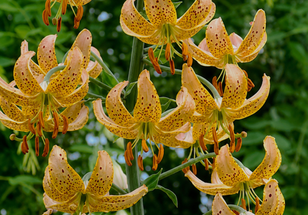 Lilium MA Honey Morning