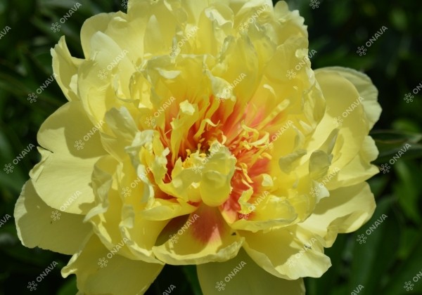 Paeonia intersectional Bartzella 3/5