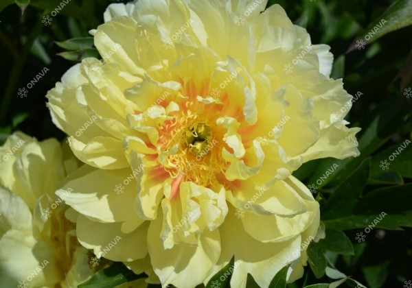 Paeonia intersectional Bartzella 3/5