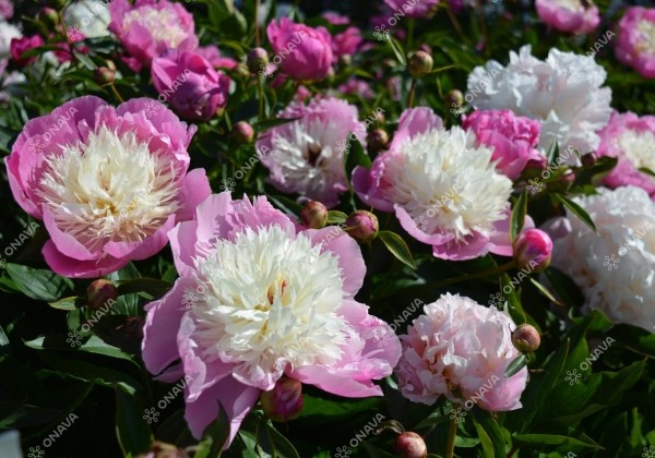 Paeonia lactiflora Bowl of Beauty 3/5