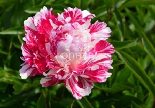 Paeonia lactiflora Candy Stripe 3/5