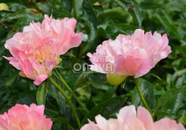 Paeonia hybride Coral Sunset 3/5