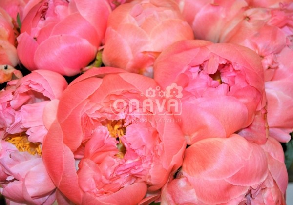 Paeonia hybride Coral Sunset 3/5