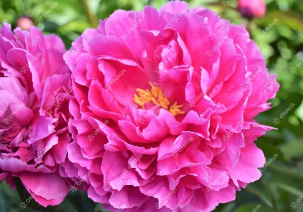 Paeonia lactiflora Dayton 3/5