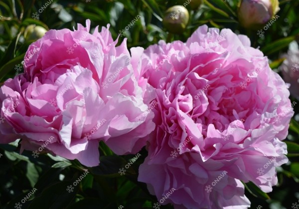 Paeonia lactiflora Dinner Plate 3/5