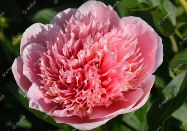 Paeonia hybride Etched Salmon 3/5