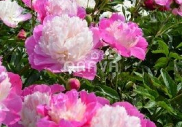 Paeonia lactiflora Gay Paree 3/5