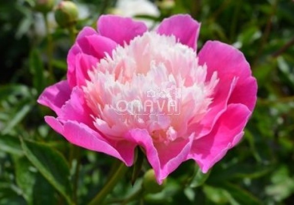 Paeonia lactiflora Gay Paree 3/5