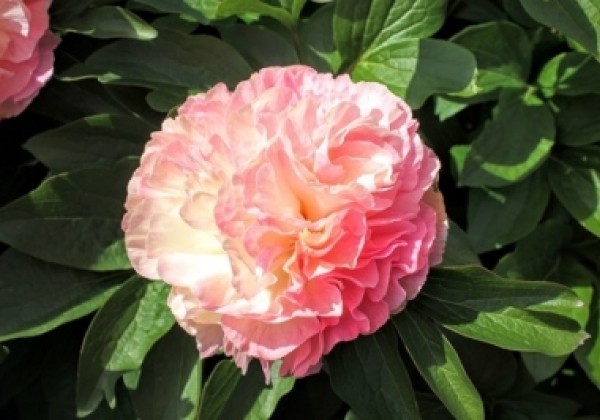 Paeonia hybride Lois Choice 3/5