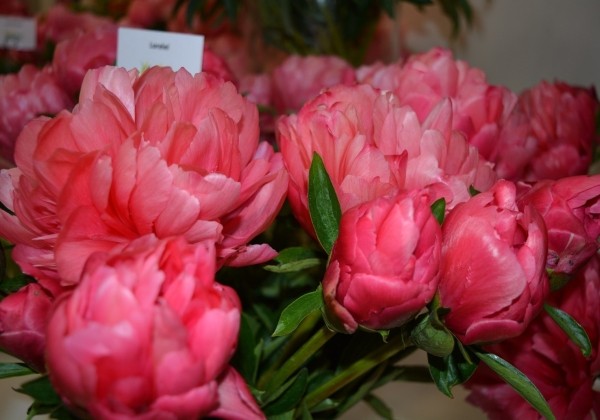 Paeonia hybride Lorelei 3/5