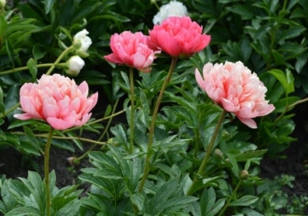 Paeonia hybride Lorelei 3/5