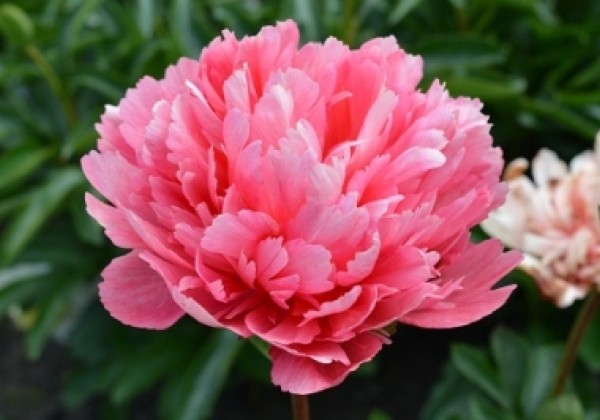 Paeonia hybride Lorelei 3/5