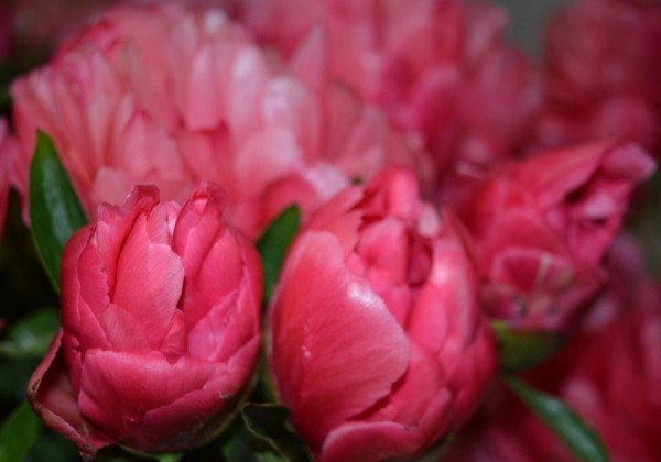 Paeonia hybride Lorelei 3/5