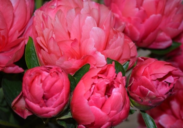 Paeonia hybride Lorelei 3/5