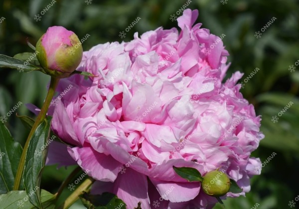 Paeonia lactiflora Mons. Jules Elie 3/5