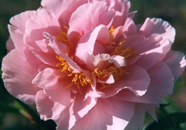 Paeonia hybride Salmon Dream 3/5
