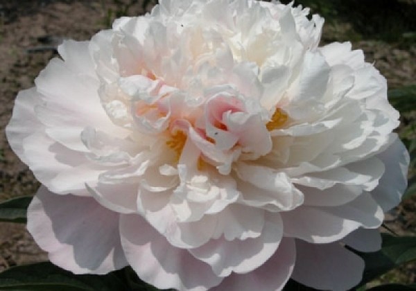 Paeonia lactiflora Serene Pastel 3/5