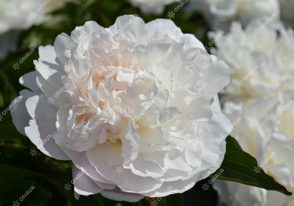 Paeonia lactiflora Shirley Temple 3/5