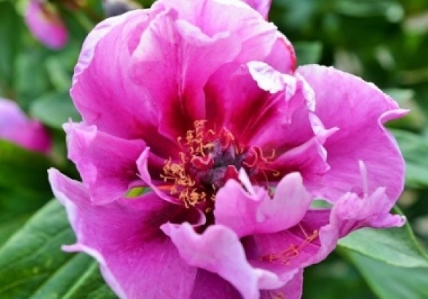 Paeonia intersectional Sonoma Amethyst 3/5