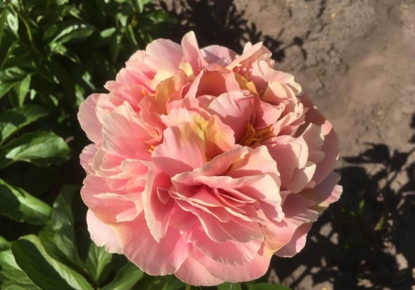 Paeonia hybride Triphena Parking 3/5