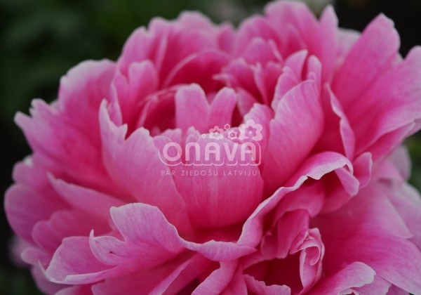 Paeonia lactiflora Jadwiga 3/5
