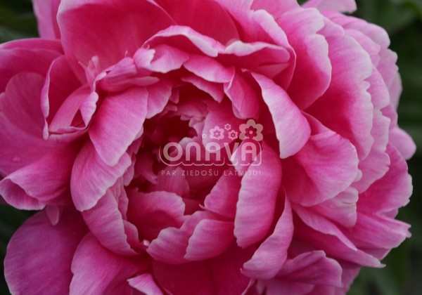 Paeonia lactiflora Jadwiga 3/5