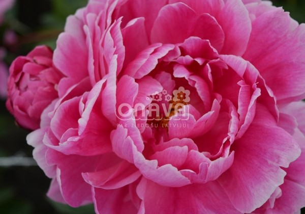Paeonia lactiflora Jadwiga 3/5