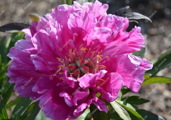 Paeonia intersectional Gordon E. Simonson 3/5