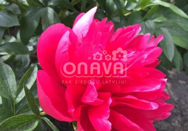 Paeonia hybride Belgravia 3/5