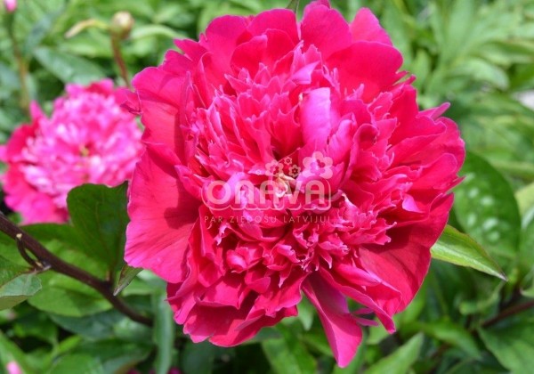Paeonia hybride Belgravia 3/5
