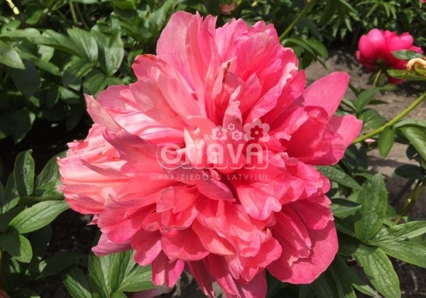 Paeonia hybride Belgravia 3/5