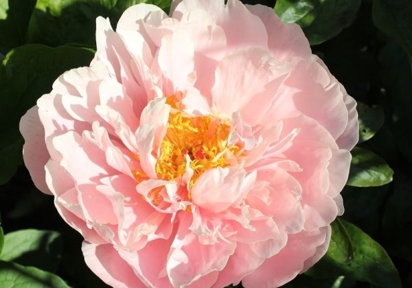 Paeonia hybride Blushing Princess 3/5