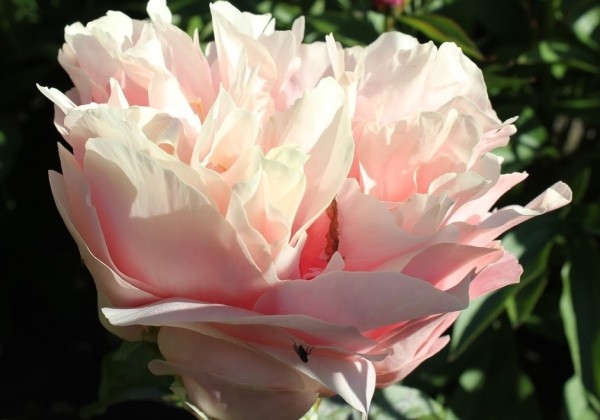 Paeonia hybride Blushing Princess 3/5