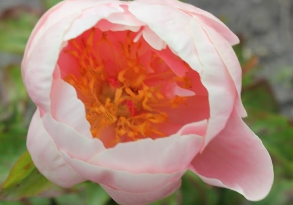 Paeonia hybride Blushing Princess 3/5