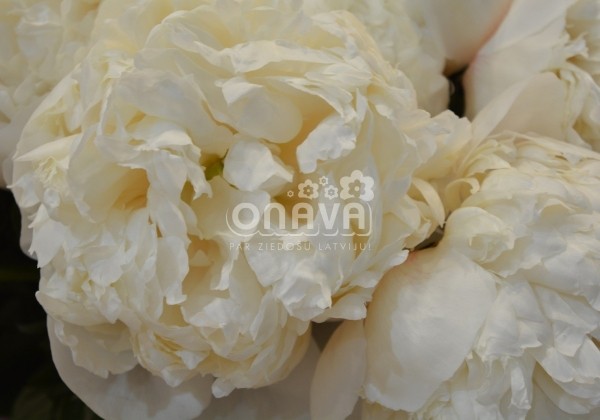 Paeonia hybride Colonel Owens Cousins 3/5